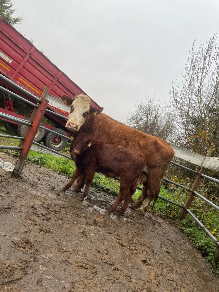 ⭐️super cow and heifer calve⭐️ - Image 3