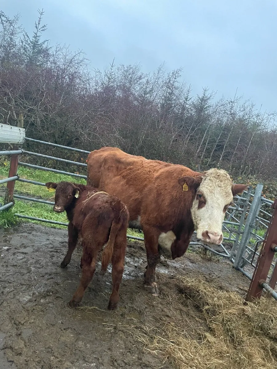 ⭐️super cow and heifer calve⭐️ - Image 4