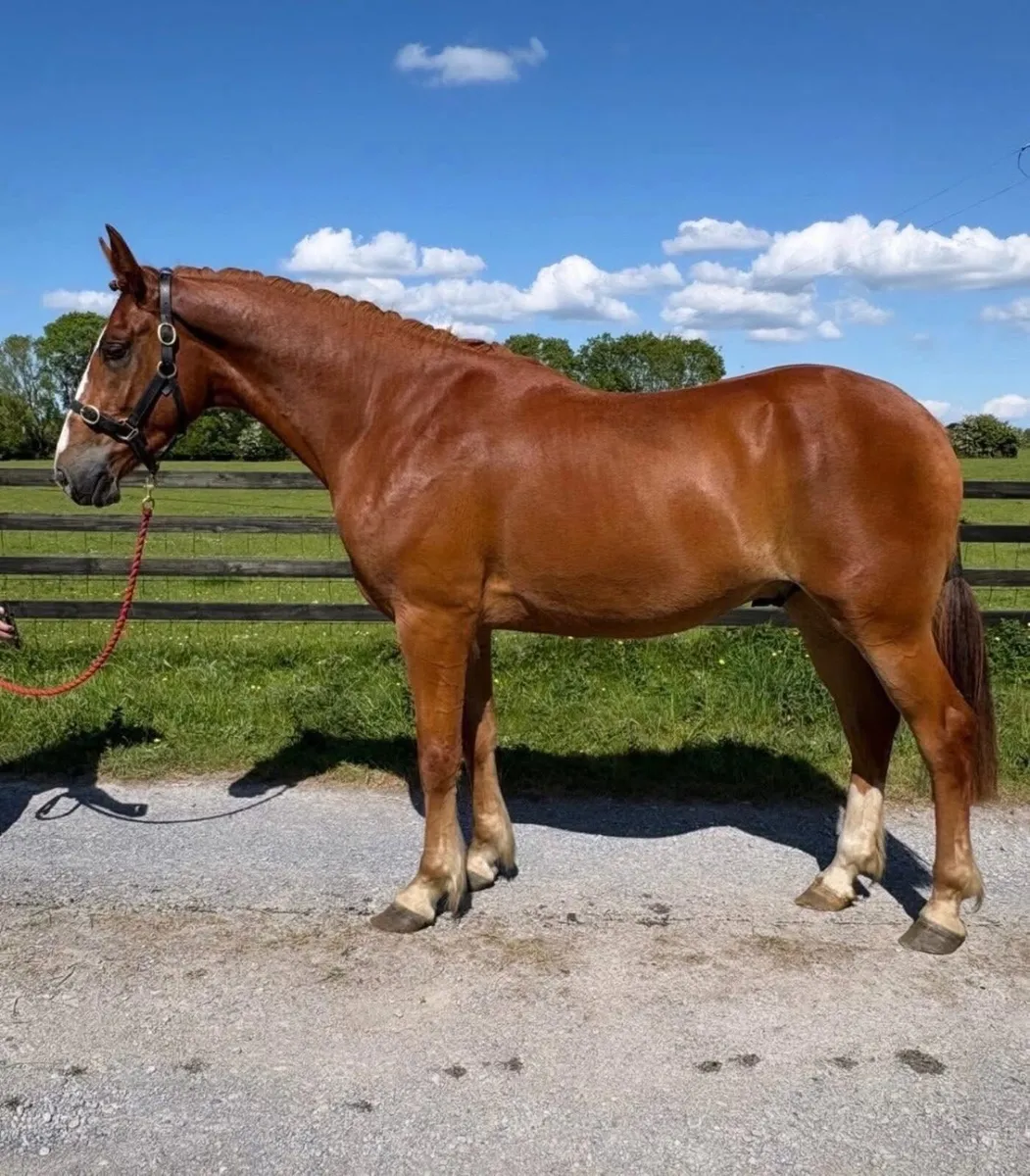 3 year old 17hh RID gelding - Image 1