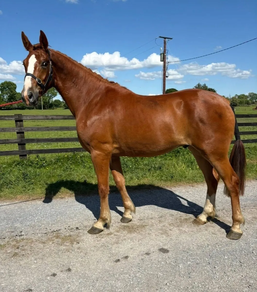 3 year old 17hh RID gelding - Image 2