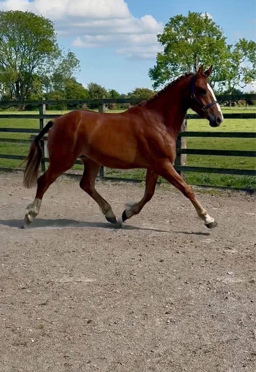 3 year old 17hh RID gelding - Image 3