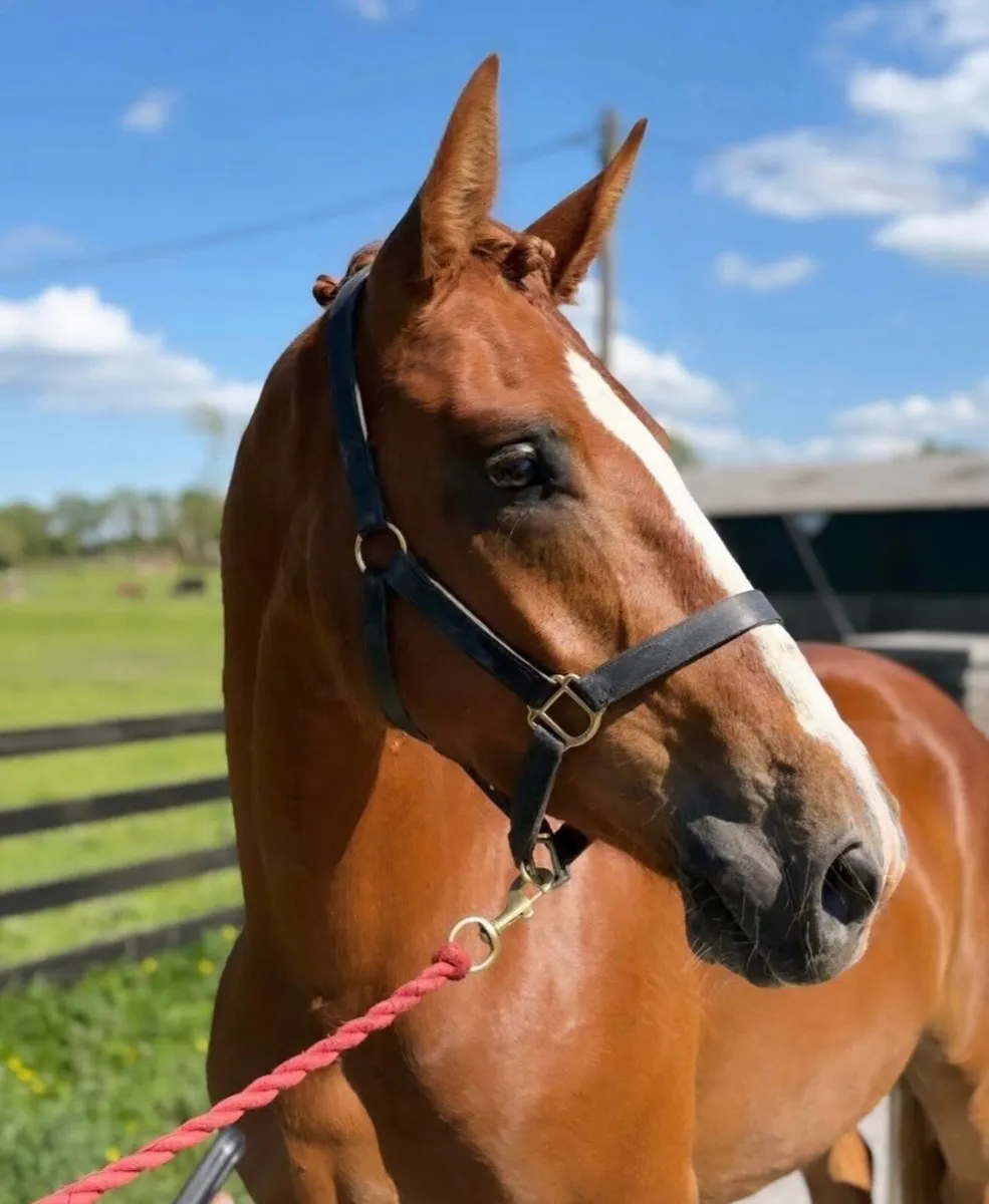 3 year old 17hh RID gelding - Image 4