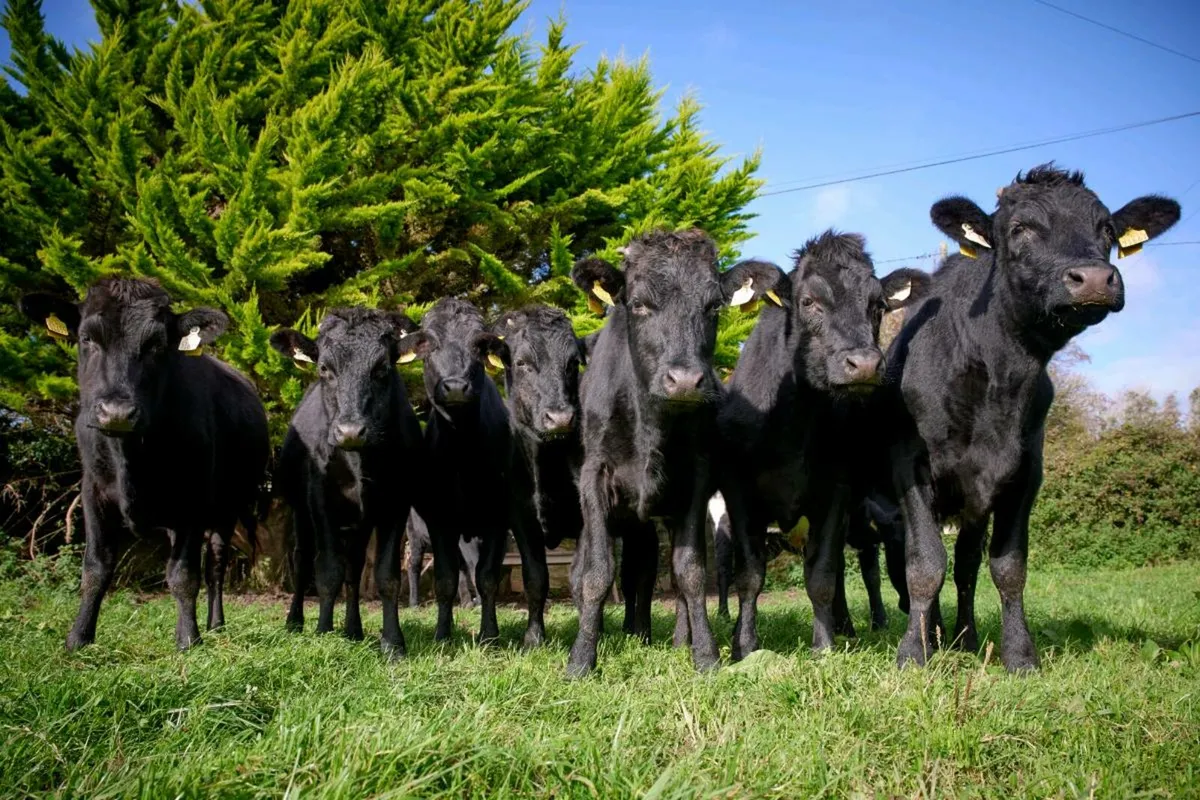 Autumn Calvers AI Calf Buy Back