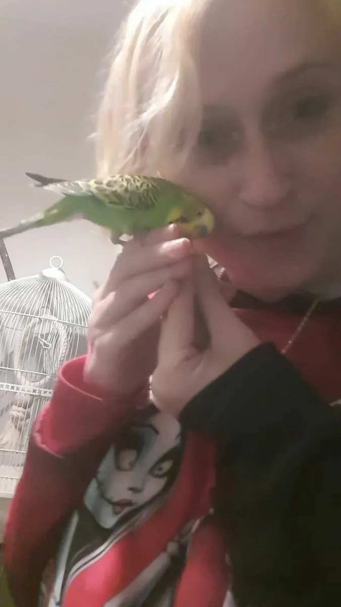 Hand tame budgies - Image 1