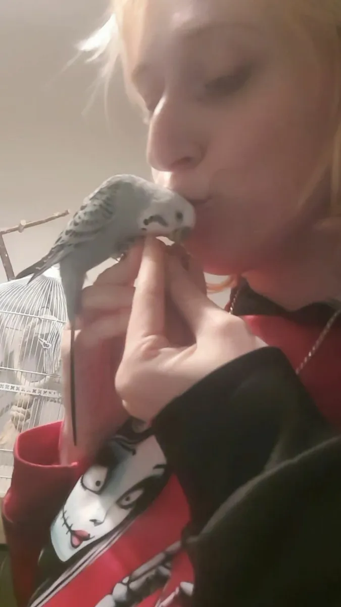 Hand tame budgies - Image 2