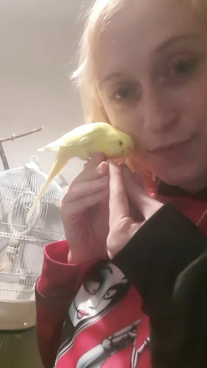 Hand tame budgies - Image 3