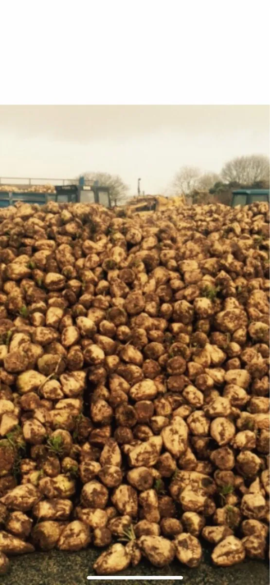 Beet for sale - Image 2