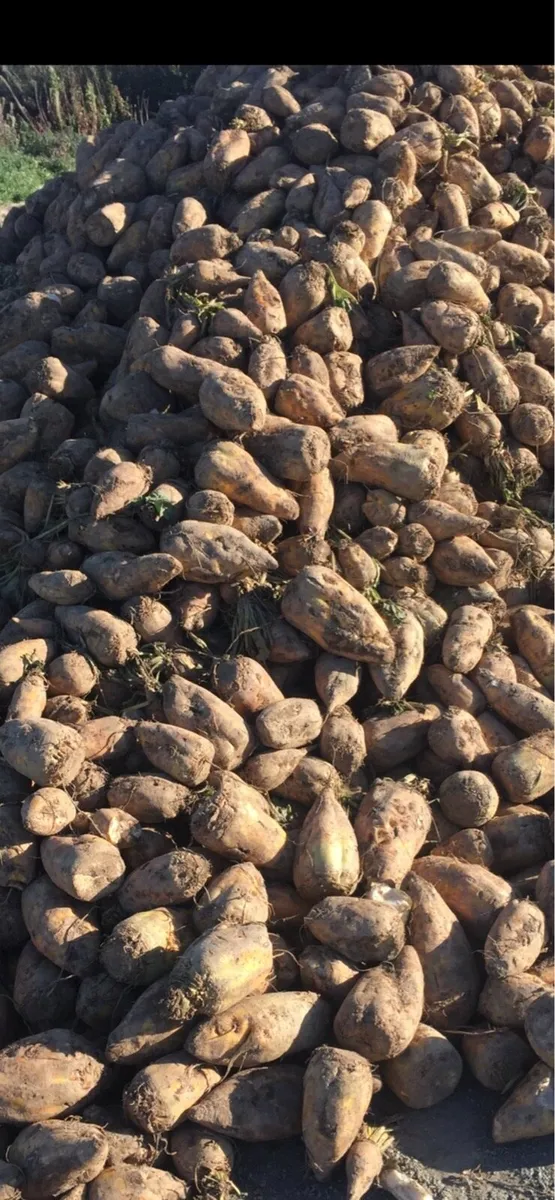 Beet for sale - Image 3