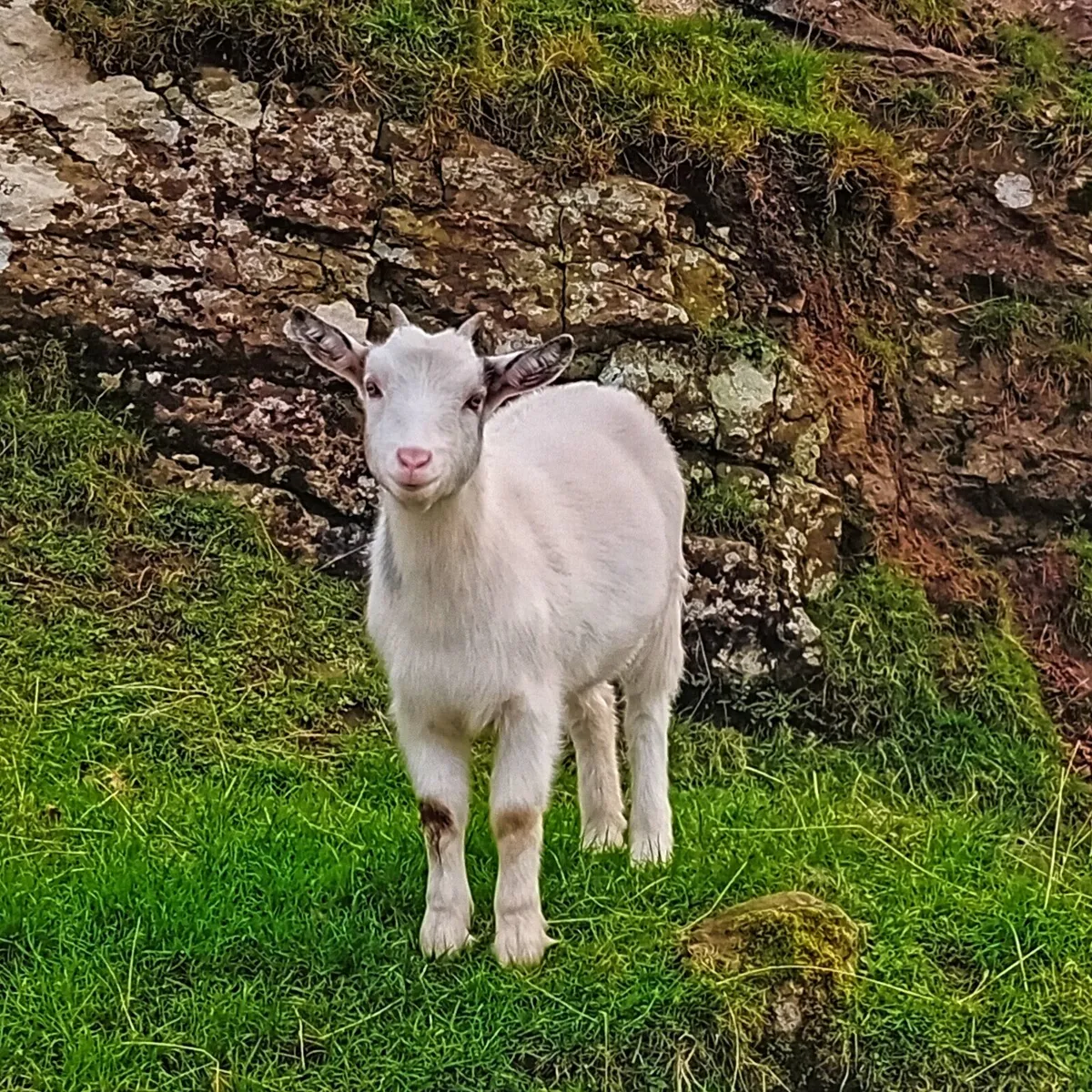 Pigmy cross goat girls 5 months old - Image 4