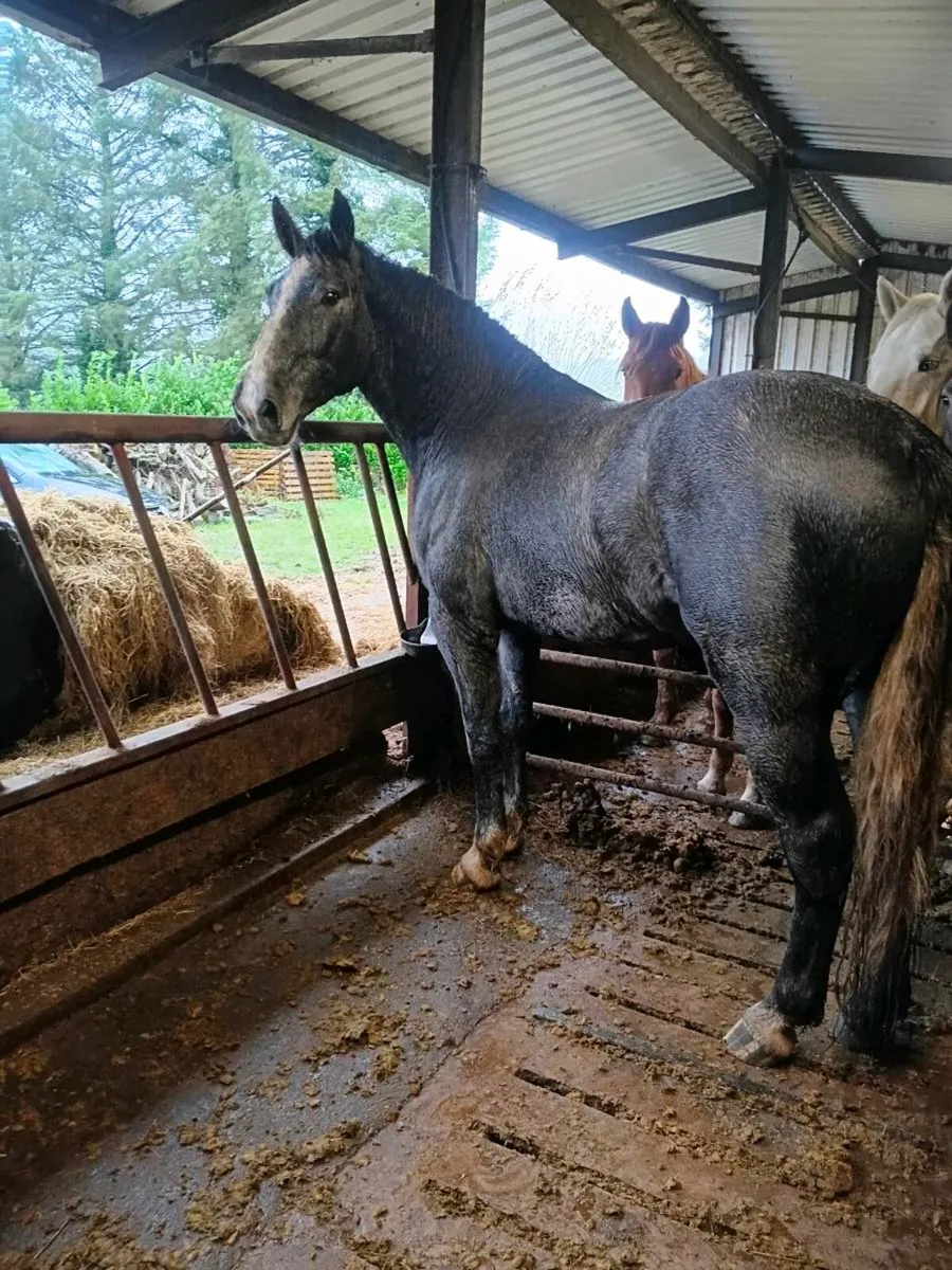 Full Irish Draught Gelding - Image 2