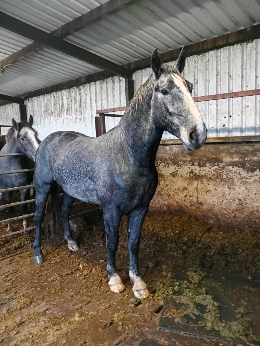 Full Irish Draught Gelding - Image 3