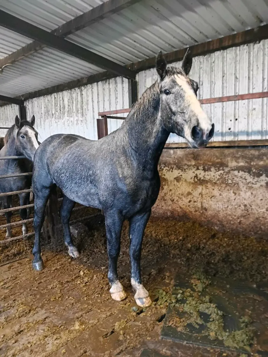 Full Irish Draught Gelding - Image 4