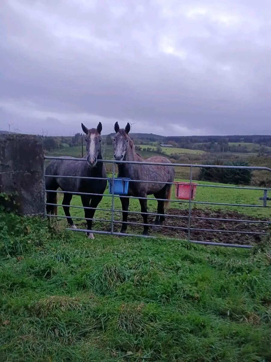 Full Irish Draught Gelding - Image 1