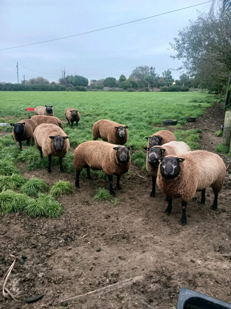 Ballyell Blue Texel  P.B.R Blue Texel Ram Lambs - Image 1