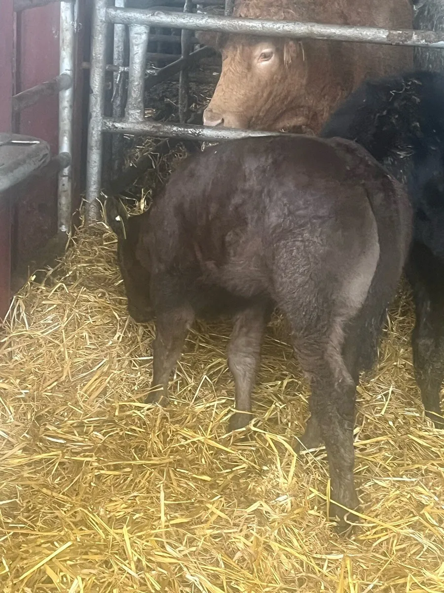 🔥E grade limousine x Blonde🔥 - Image 1