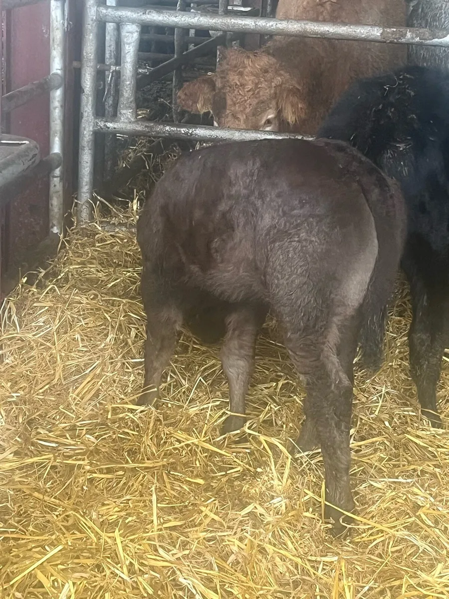 🔥E grade limousine x Blonde🔥 - Image 2