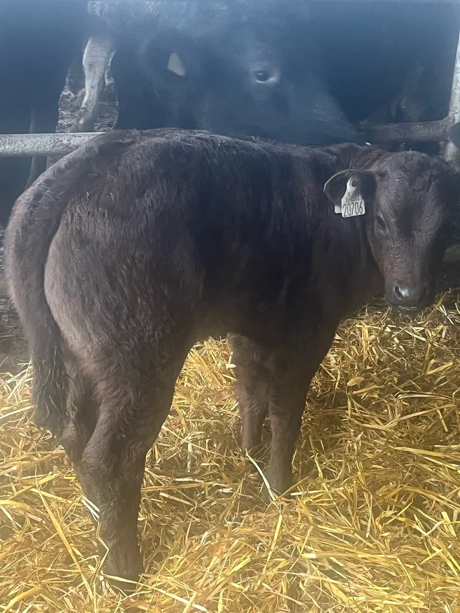 🔥E grade limousine x Blonde🔥 - Image 3