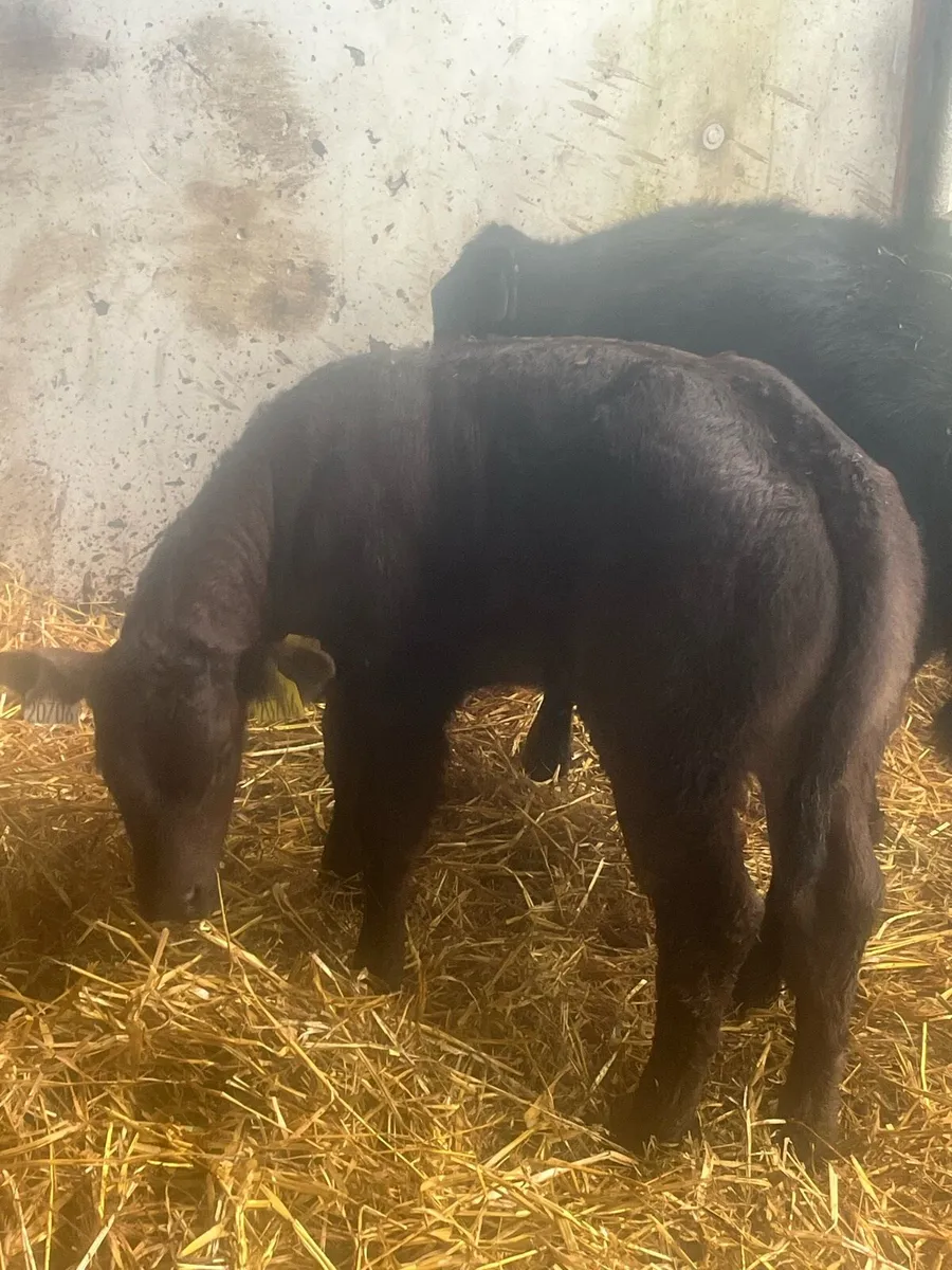 🔥E grade limousine x Blonde🔥 - Image 4