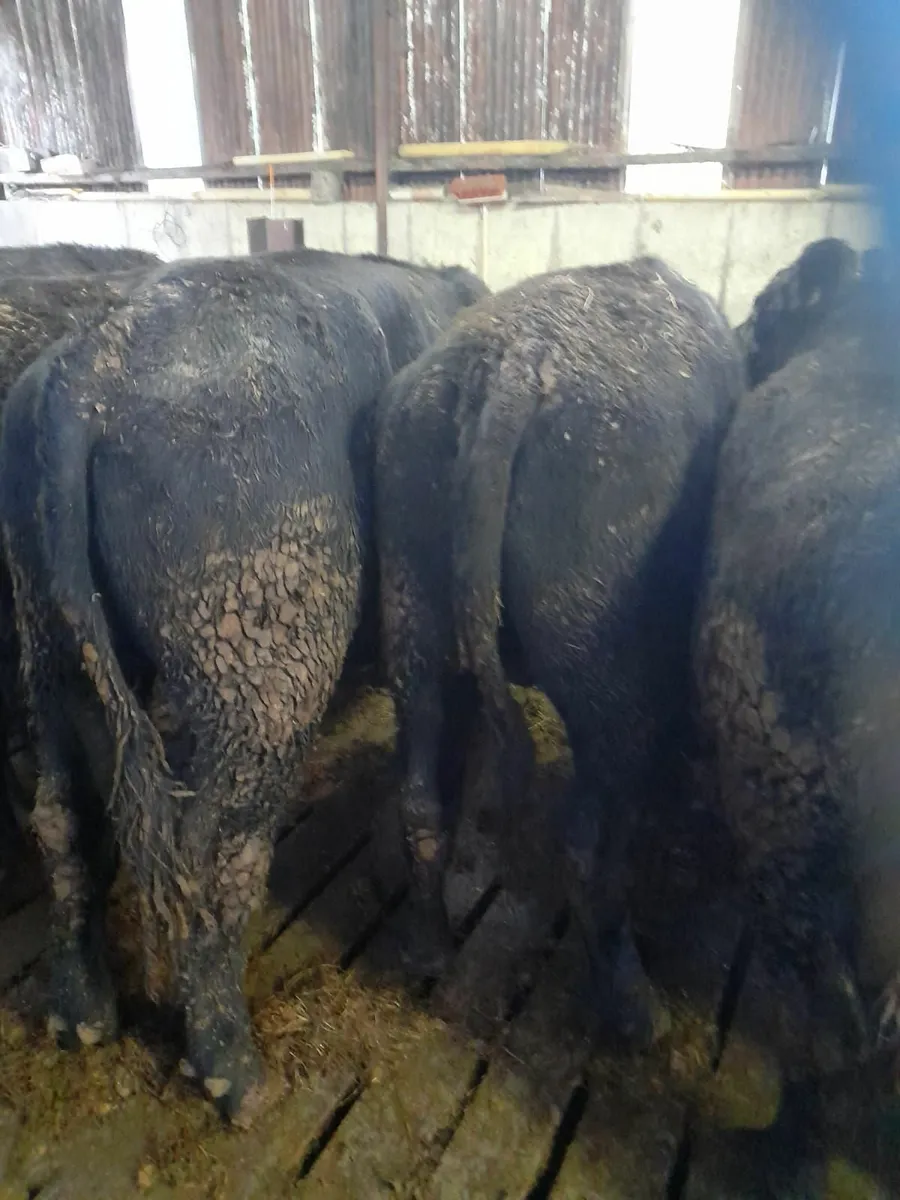 Angus Bullocks - Great Size and Flesh - Image 1