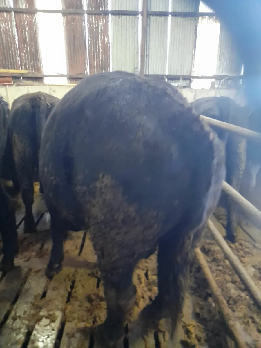 Angus Bullocks - Great Size and Flesh - Image 2