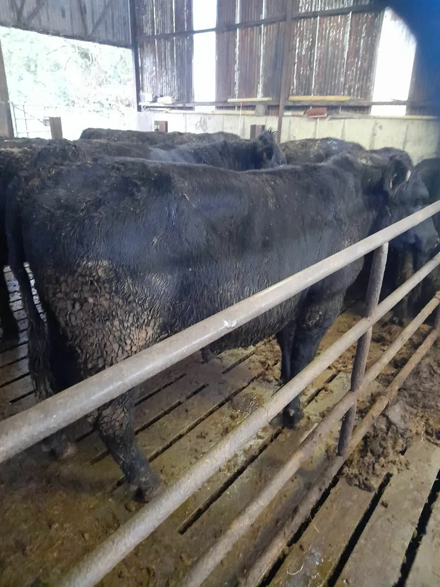 Angus Bullocks - Great Size and Flesh - Image 3