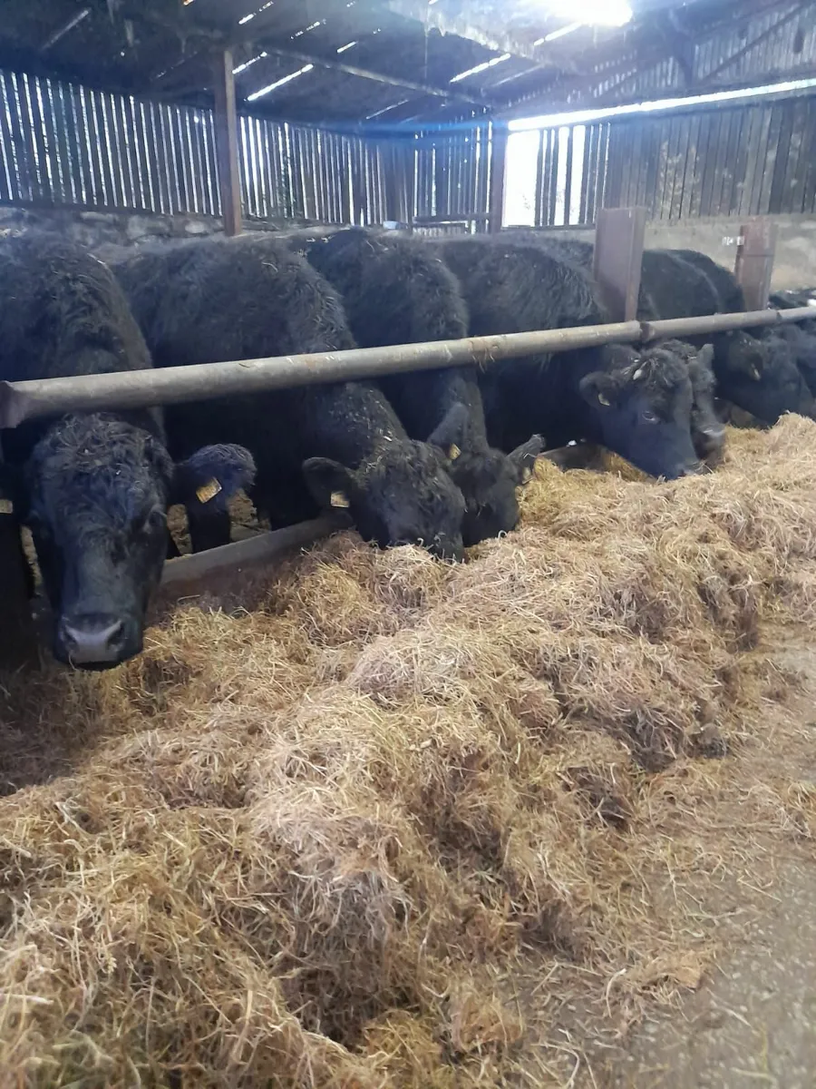 Angus Bullocks - Great Size and Flesh - Image 4