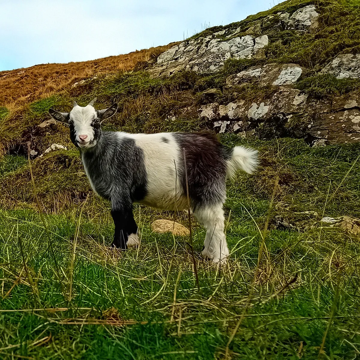 Pigmy cross goat girls 5 months old - Image 1