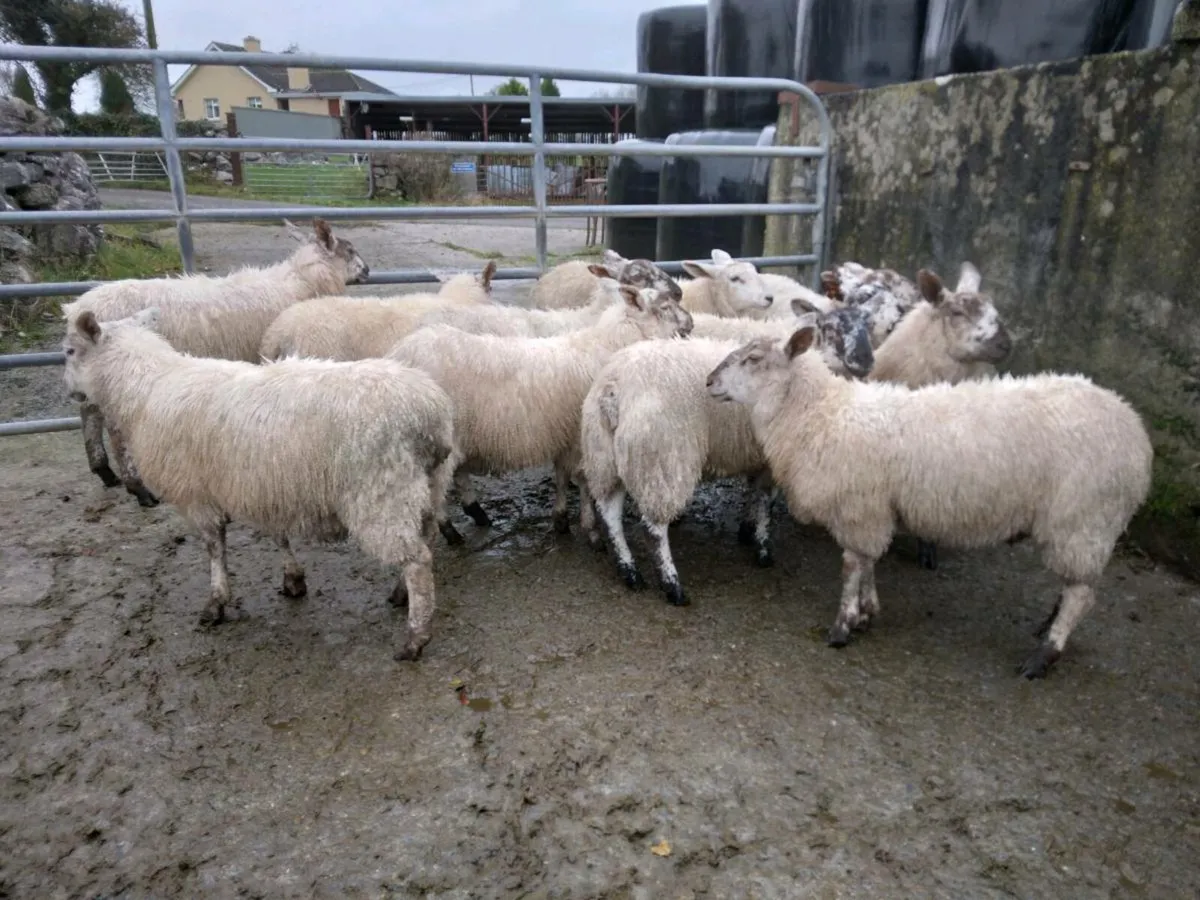Ewe lambs - Image 1