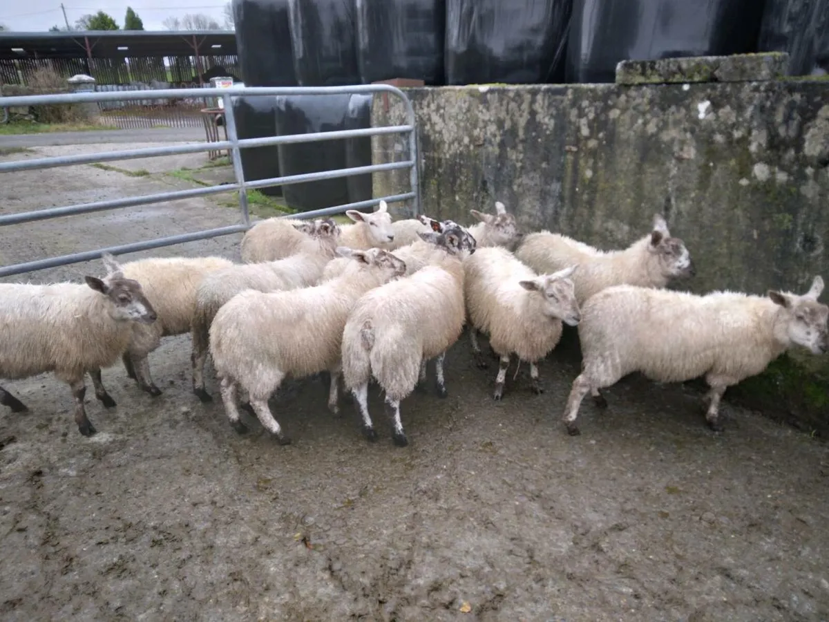 Ewe lambs - Image 2