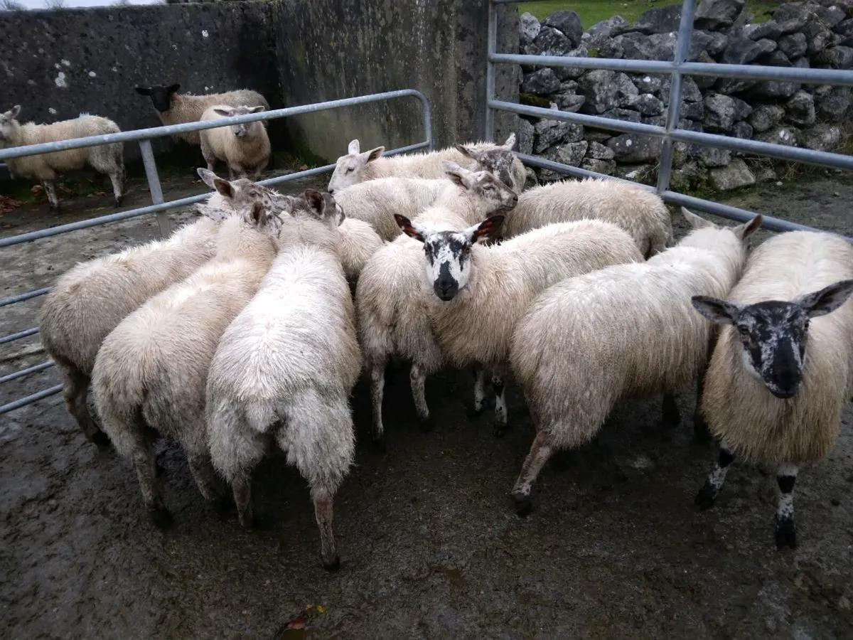 Ewe lambs - Image 3
