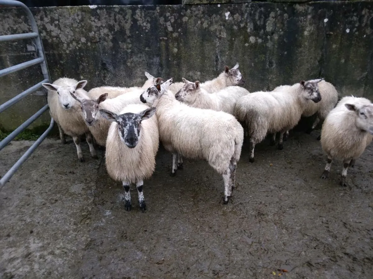Ewe lambs - Image 4