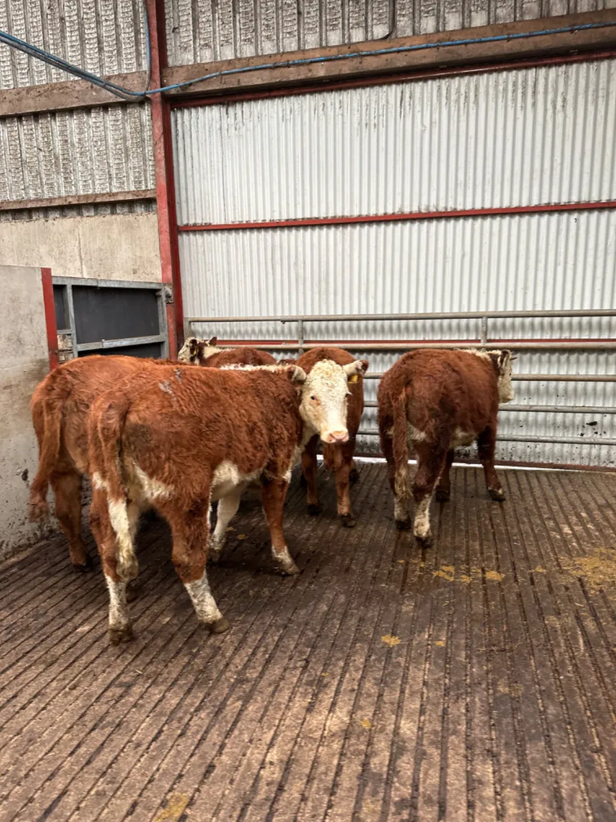 Hereford heifers - Image 3