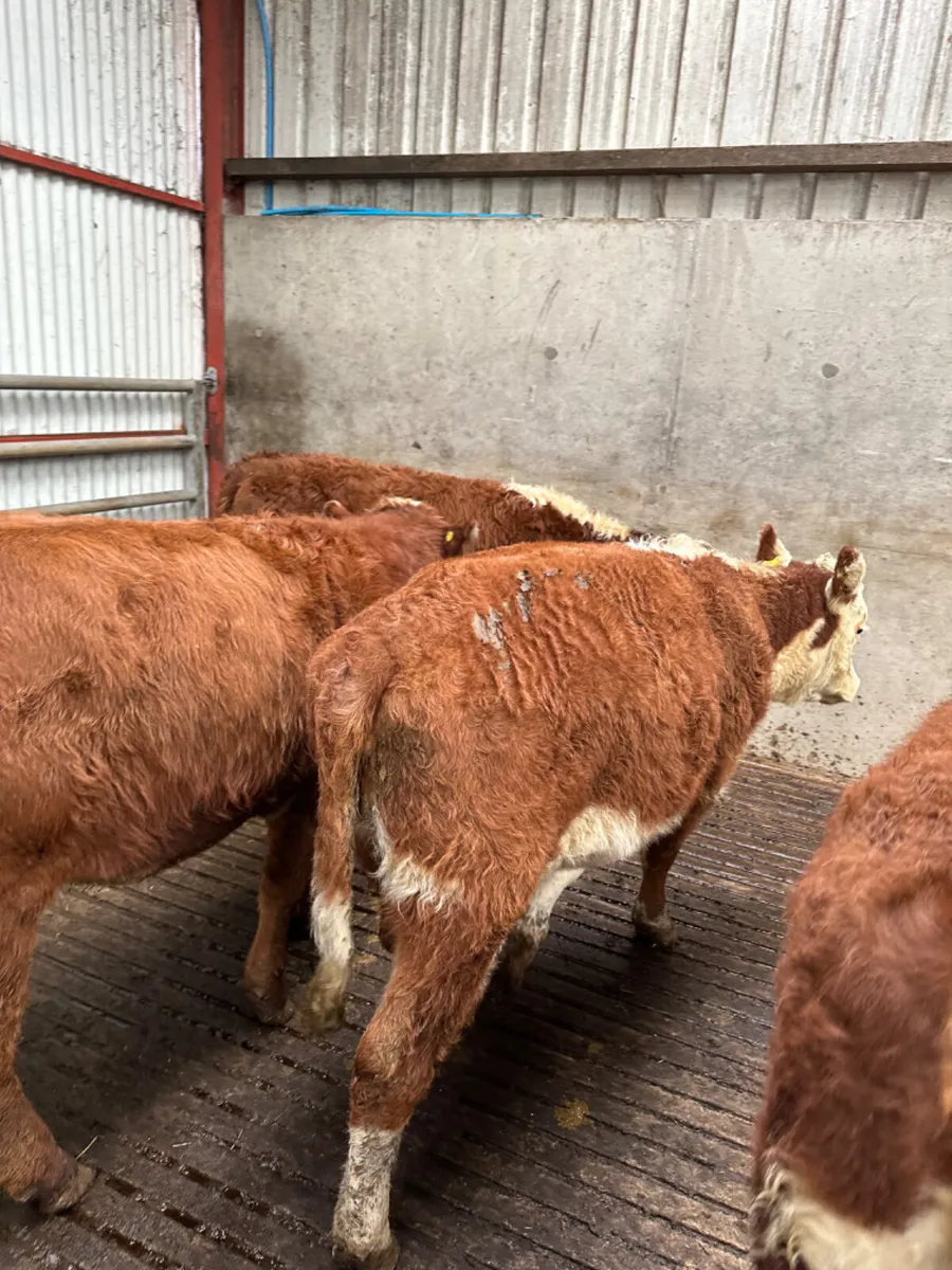 Hereford heifers - Image 4