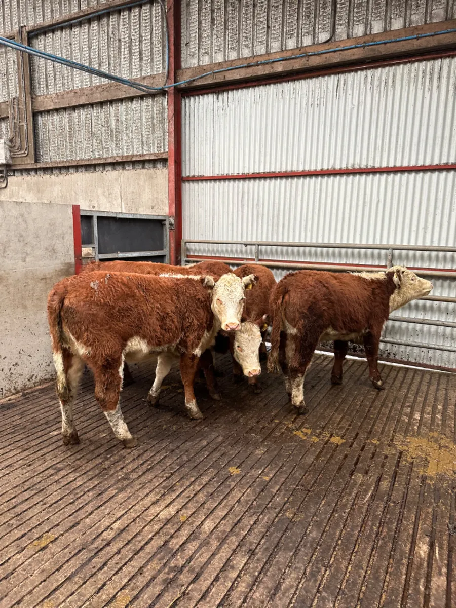 Hereford heifers - Image 1