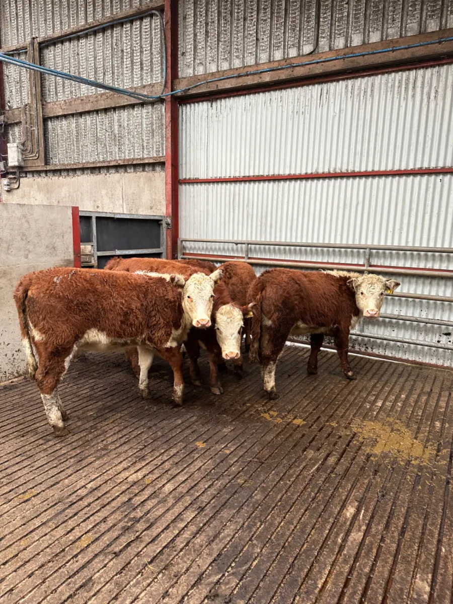 Hereford heifers - Image 2