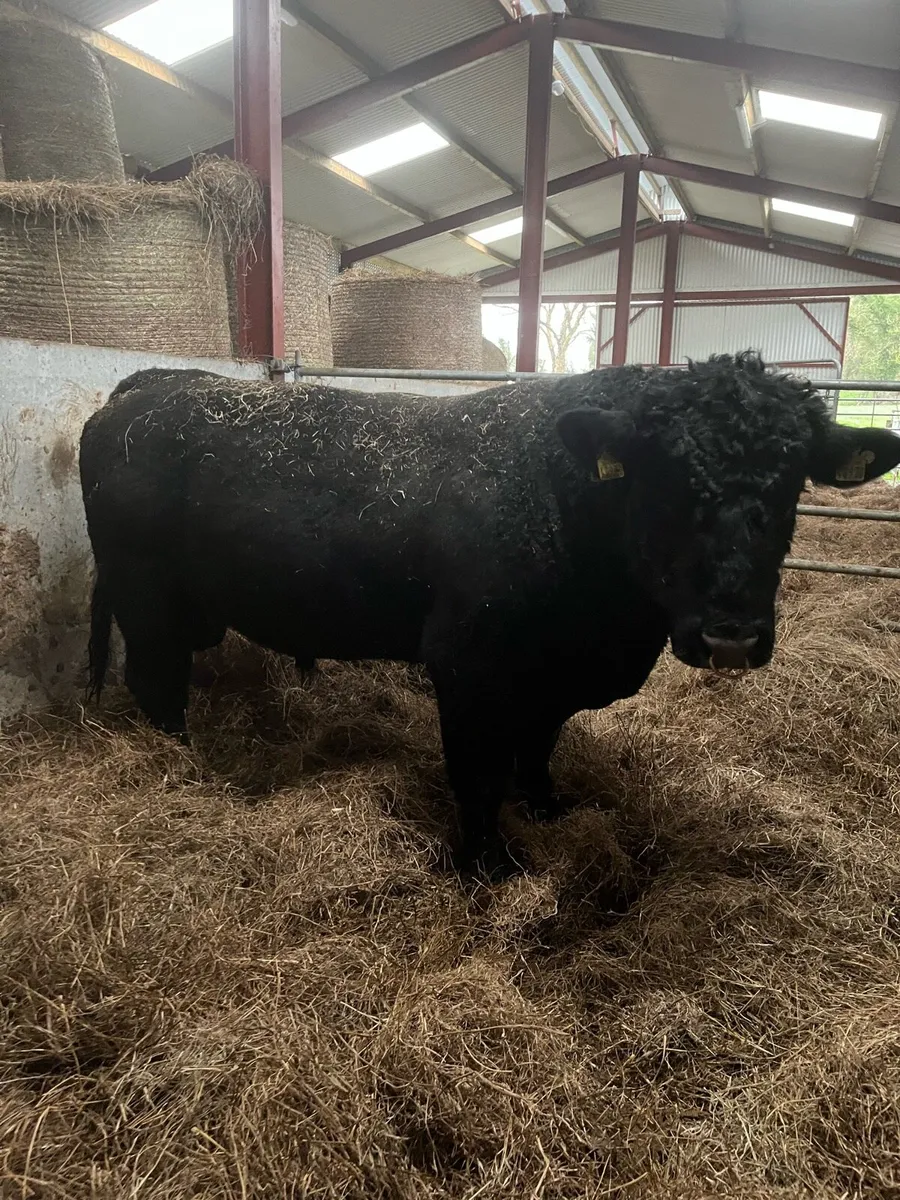 Pedigree Angus stock bull - Image 1