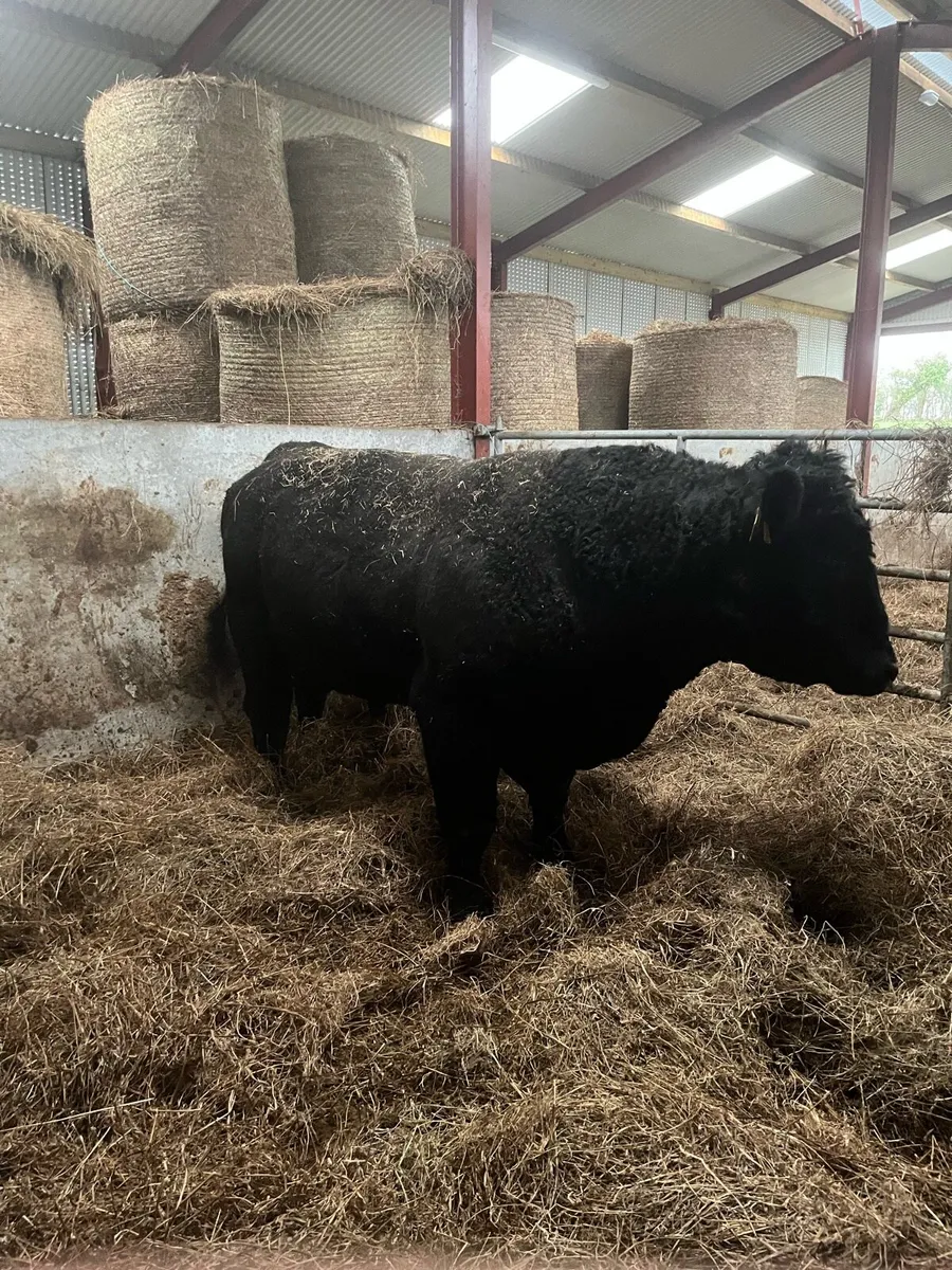 Pedigree Angus stock bull - Image 2