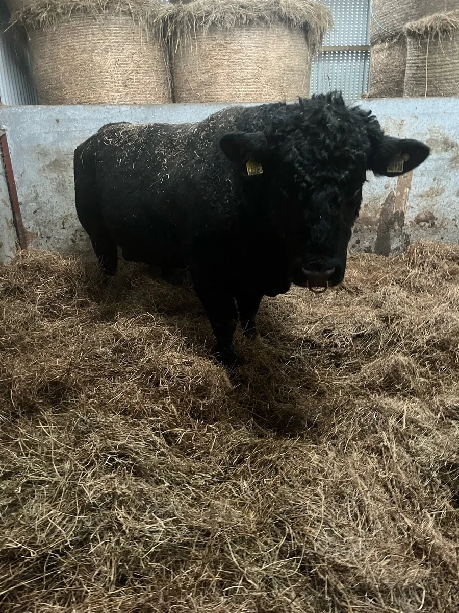 Pedigree Angus stock bull - Image 3