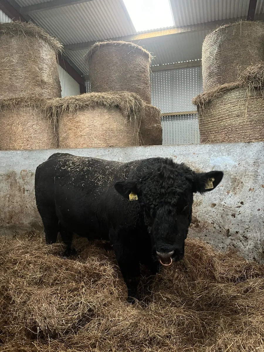 Pedigree Angus stock bull - Image 4