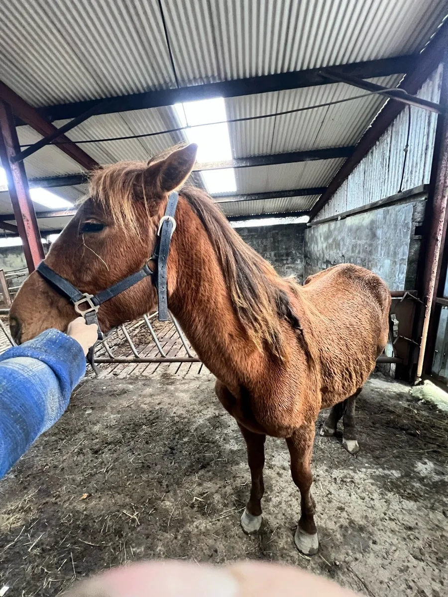 Chesnut Mare - Image 1