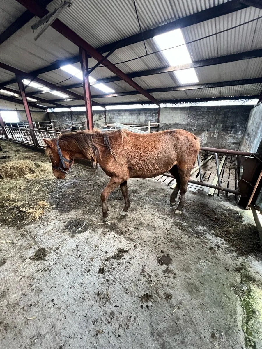 Chesnut Mare - Image 2