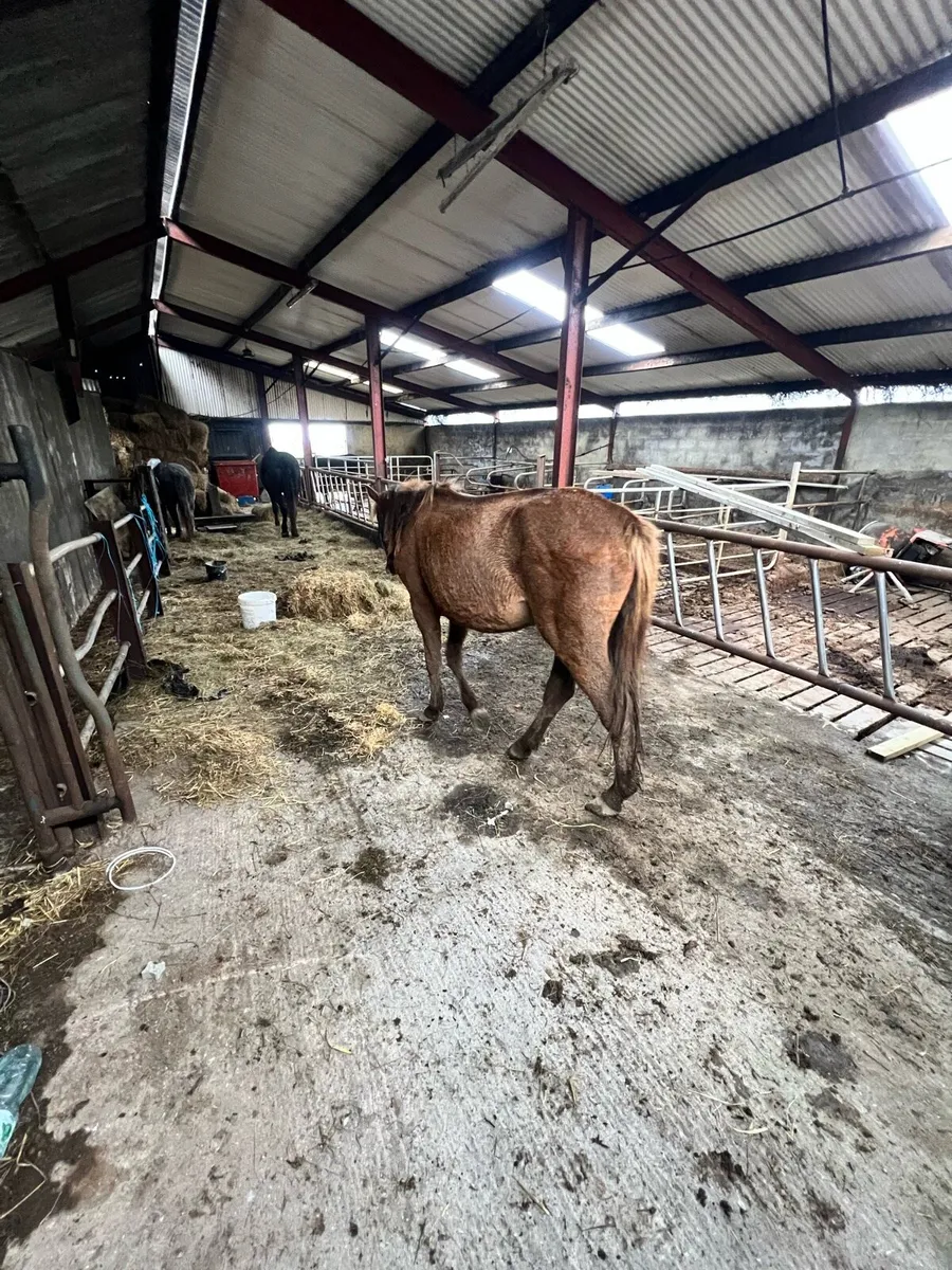 Chesnut Mare - Image 3