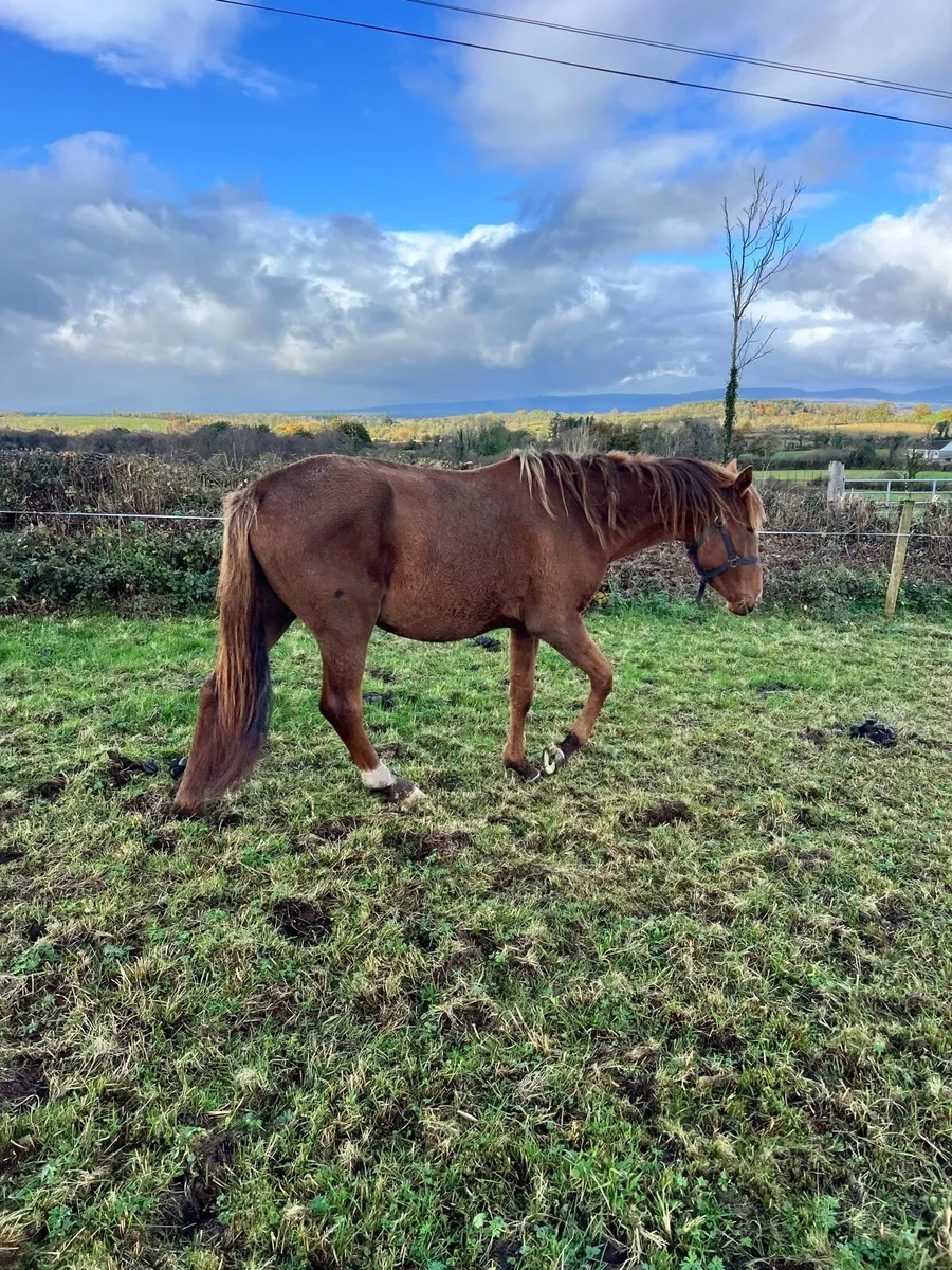 Chesnut Mare - Image 4