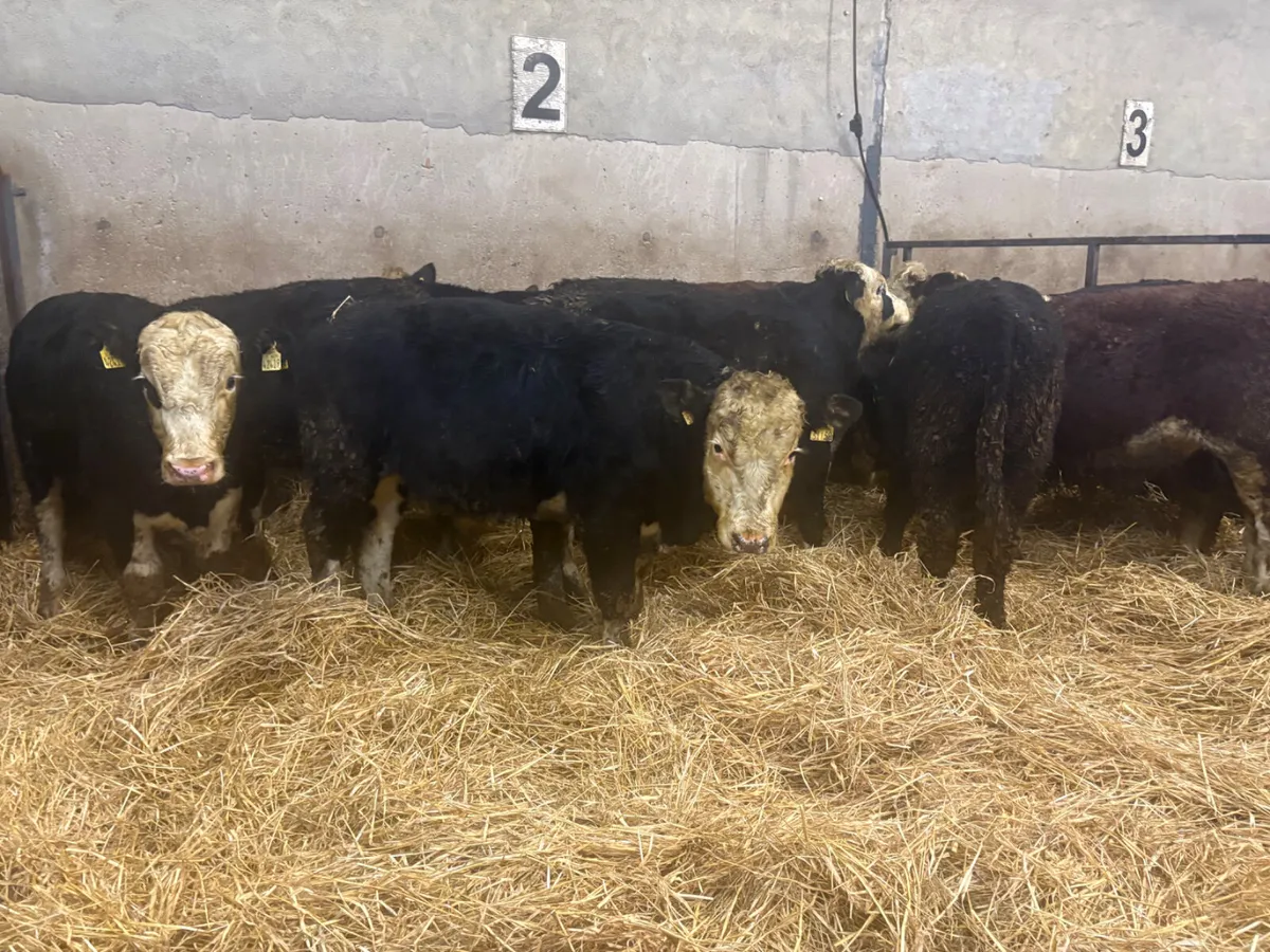 12 SPRING BORN BULLOCKS - Image 4