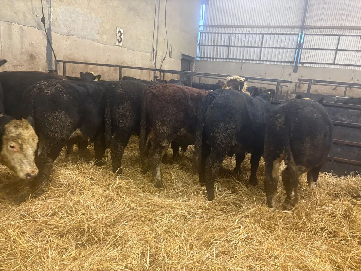 12 SPRING BORN BULLOCKS - Image 3