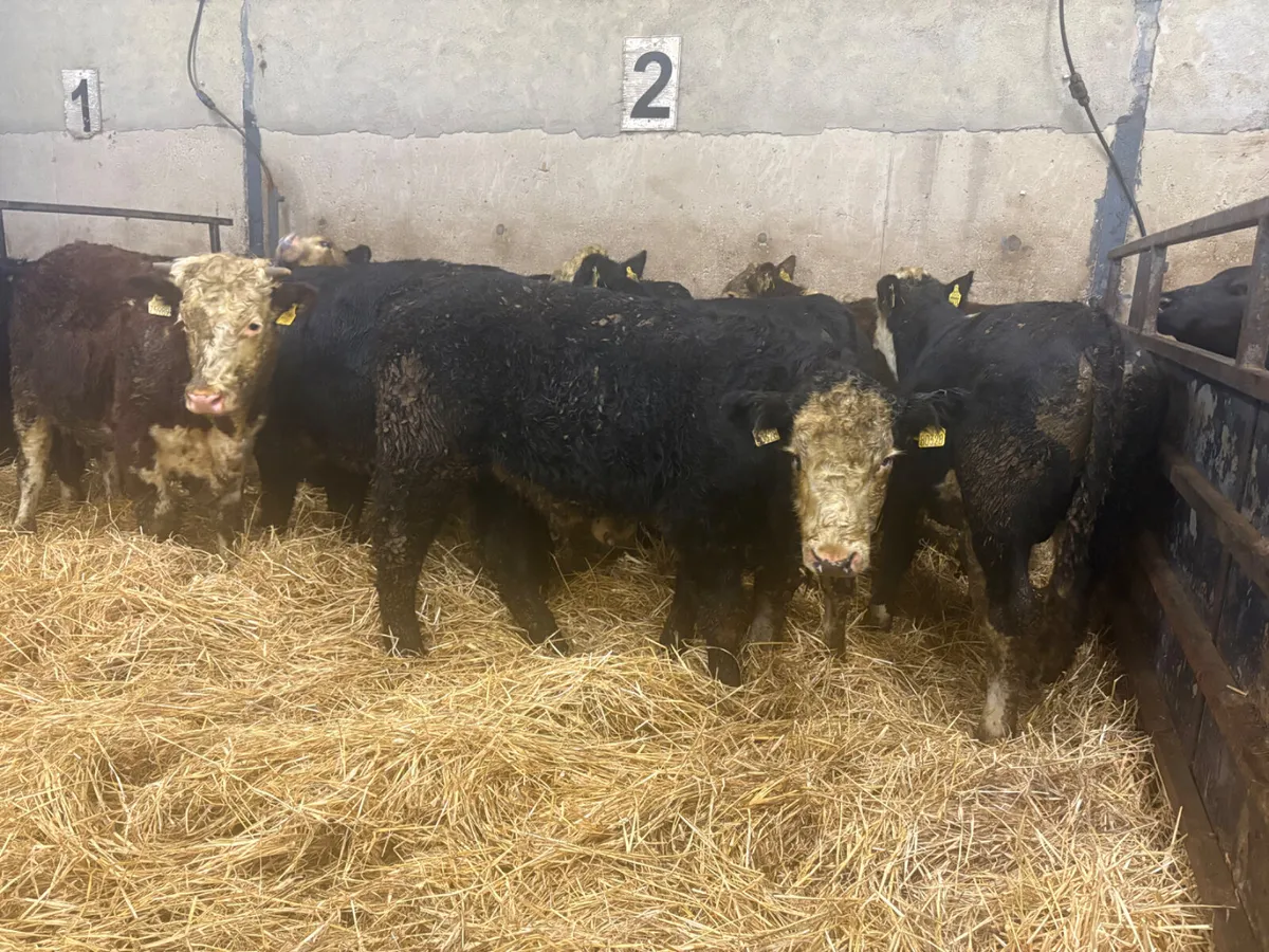 12 SPRING BORN BULLOCKS - Image 2