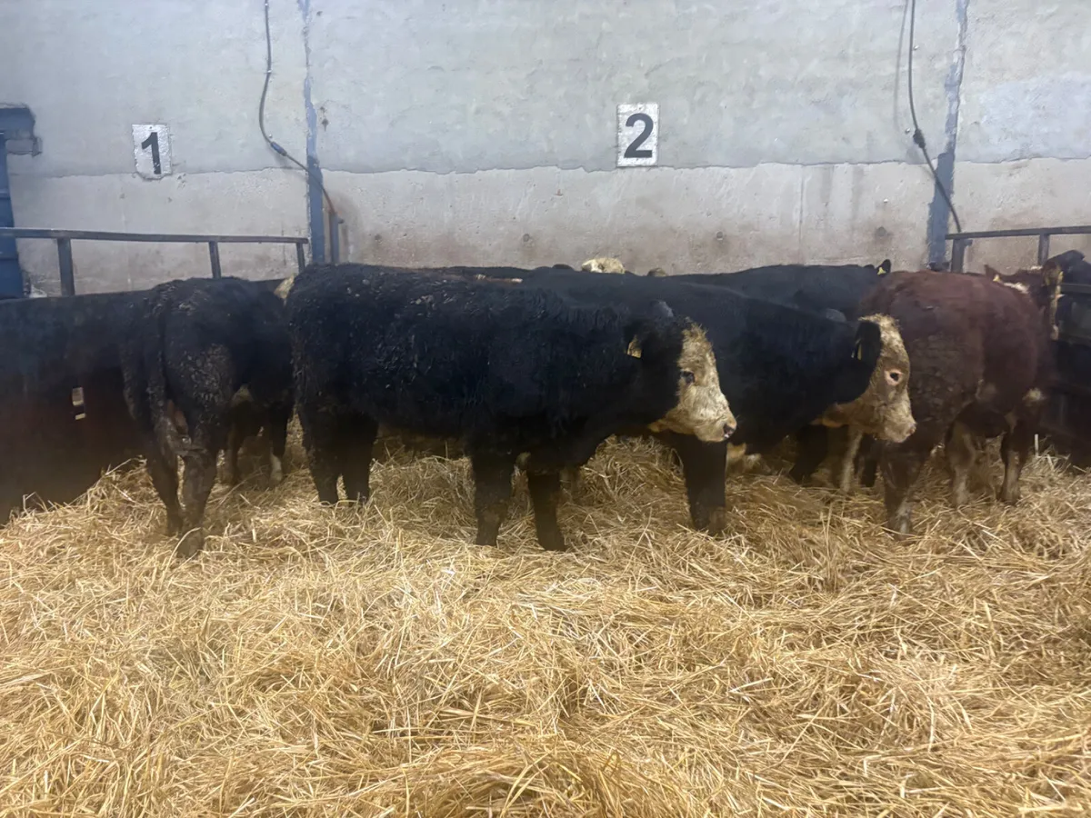 12 SPRING BORN BULLOCKS - Image 1