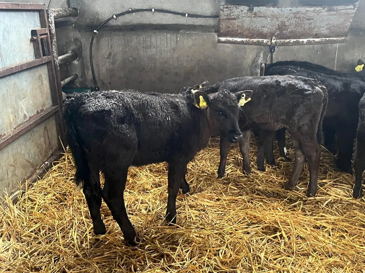 6 strong Angus  heifer  calf’s - Image 1