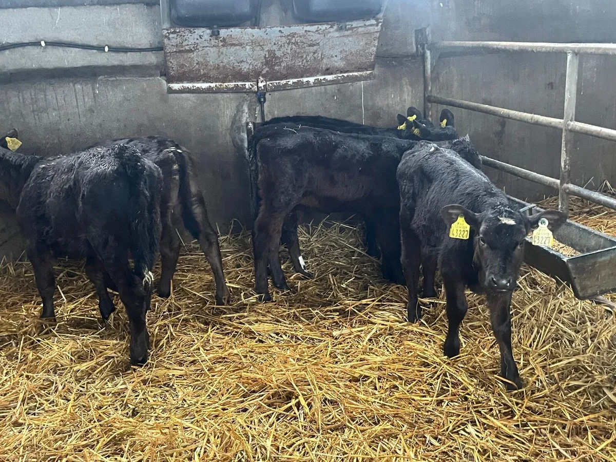 6 strong Angus  heifer  calf’s - Image 2