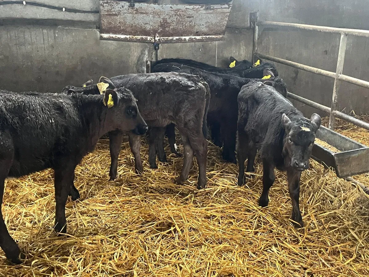 6 strong Angus  heifer  calf’s - Image 3